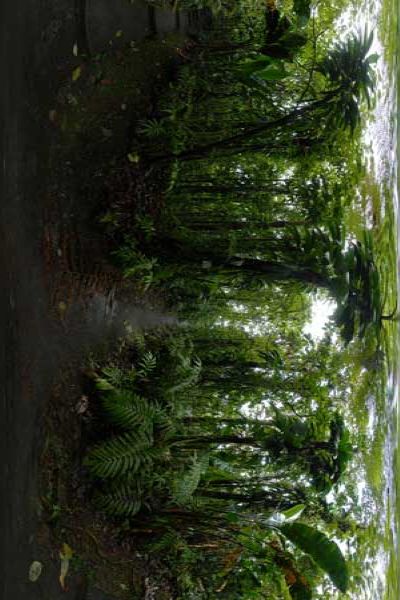 panorama 360° of martinique trpical forest, le domaine d'emeraude, french west indies