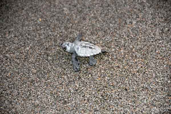 naissances de tortues de mer dans le Péloponnèse en grèce