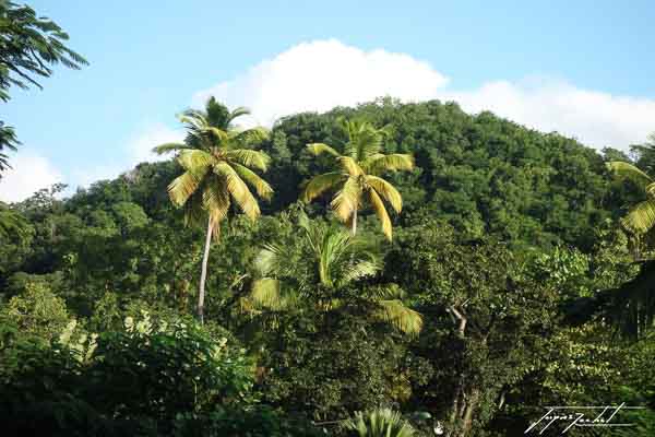 La Guadeloupe, végétation tropicale, antilles française