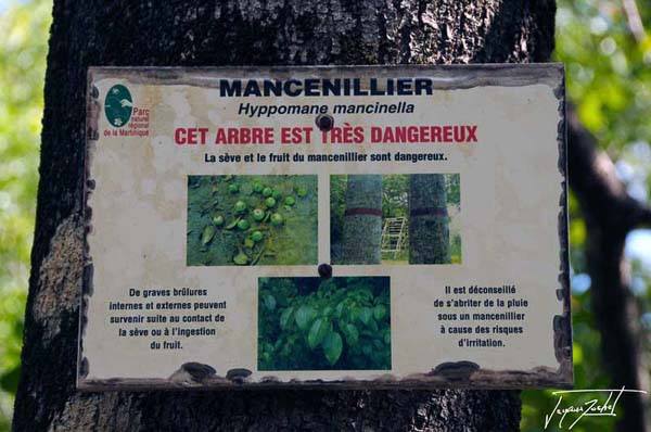 pancarte pour le Mancenillier, arbre toxique en Martinique, antilles Françaises