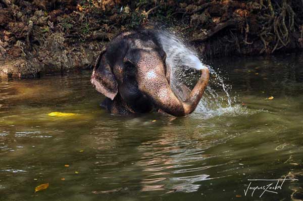 Elephant se baignant en Thaïlande