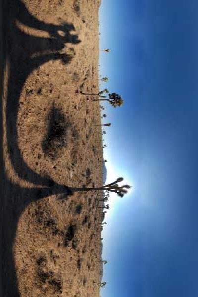 joshua tree national park in california, panorama 360°