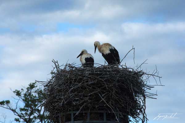 Cigognes in Alsace, France