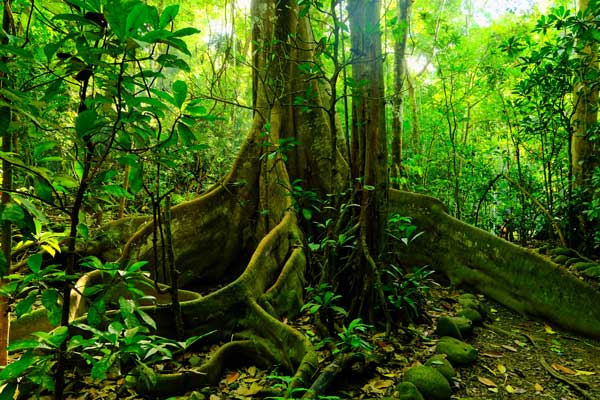 forêt du Costa Rica