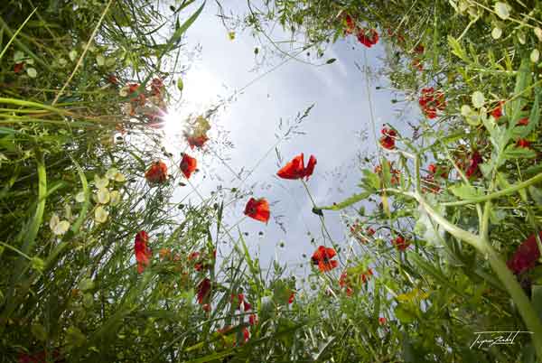 photographie de la nature, dans les champs, les fleurs