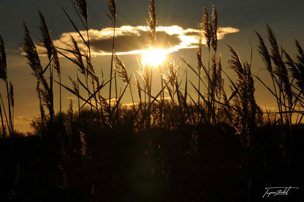 photographie du soleil dans les hautes herbes, image de la nature