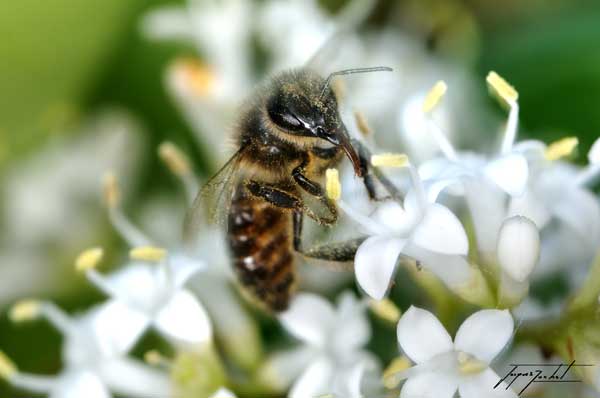 macro photo d'une abeille