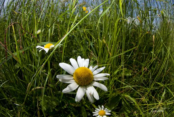 macro photo de marguerittes