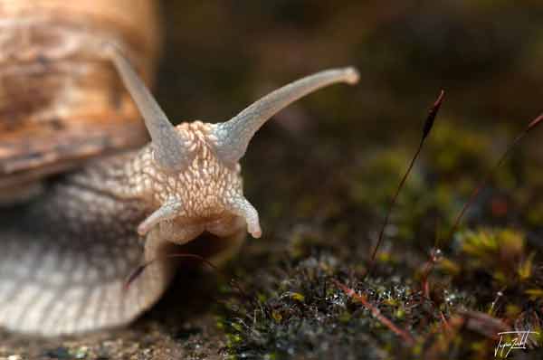 photo de Jacques Rochet, la nature, les voyages
