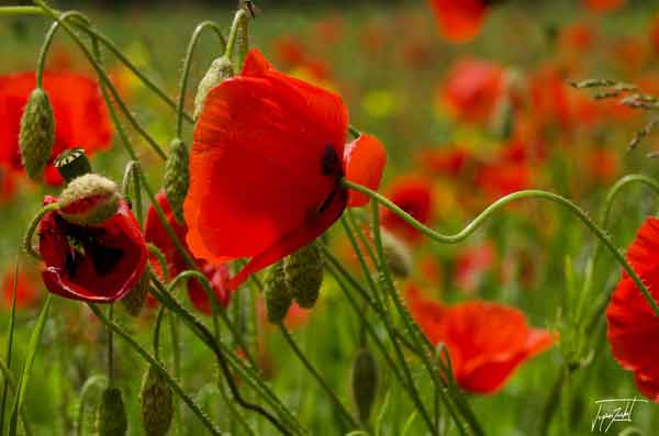 photo de Jacques Rochet, la nature, macro photo de coquelicots