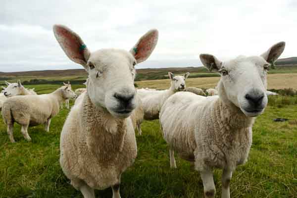 Paysage d'Ecosse, les moutons