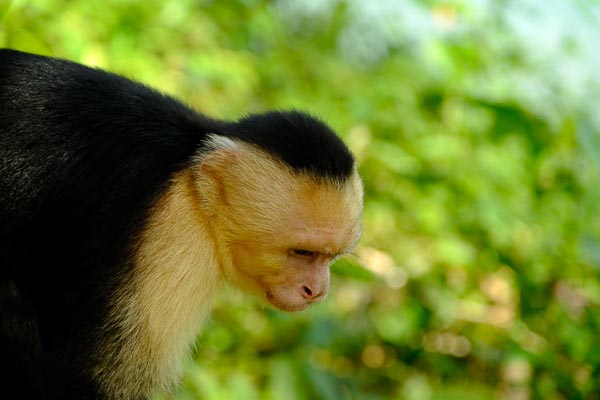 Le Costa Rica
