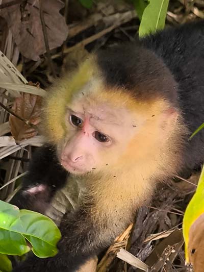 Le Costa Rica