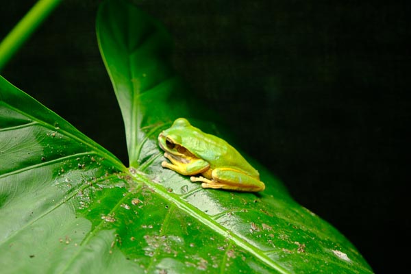 Le Costa Rica