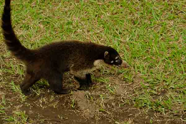 Le Costa Rica