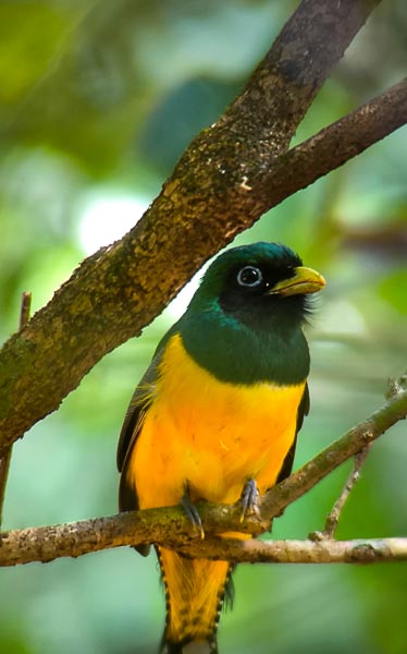 Le Costa Rica
