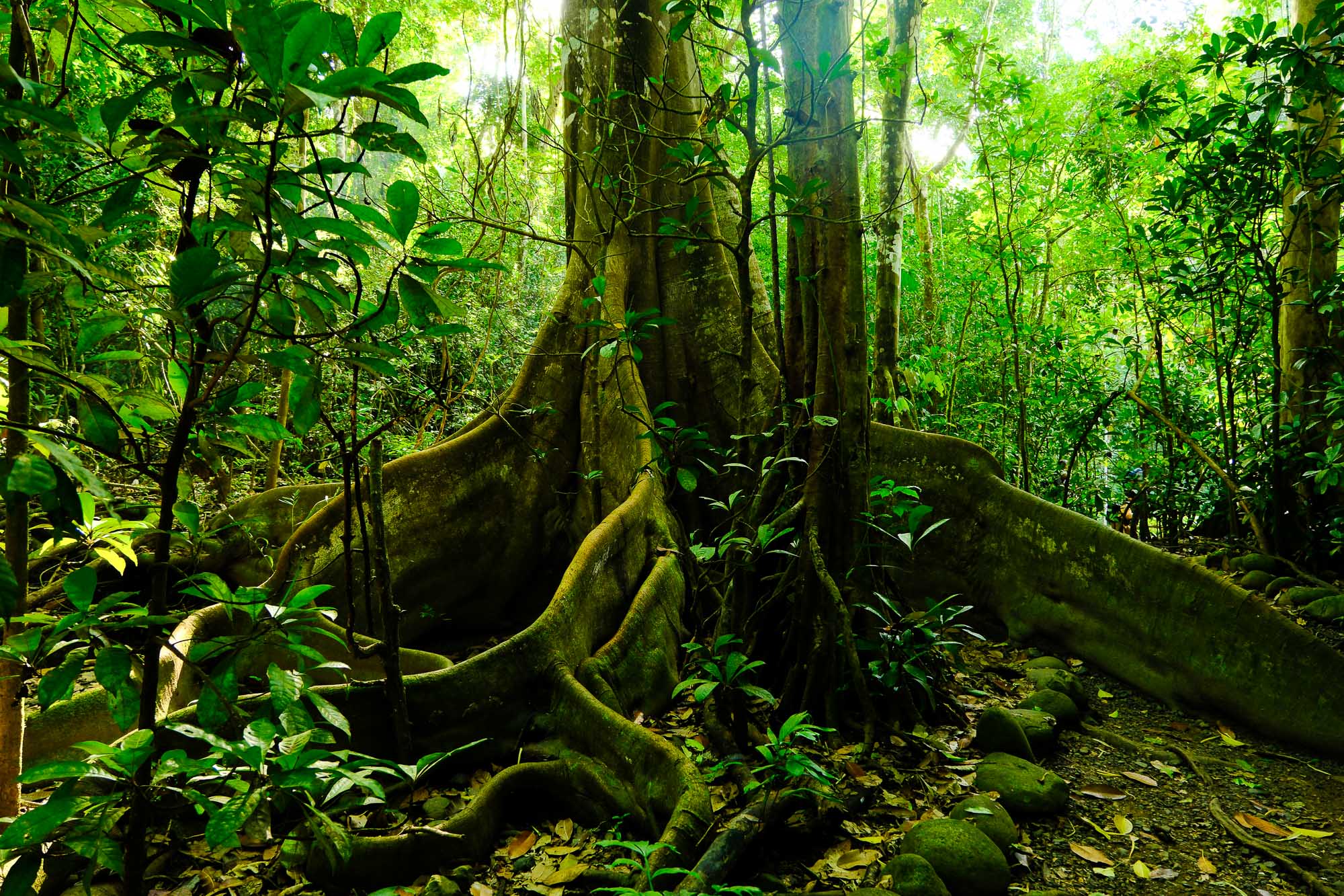 costa rica forest