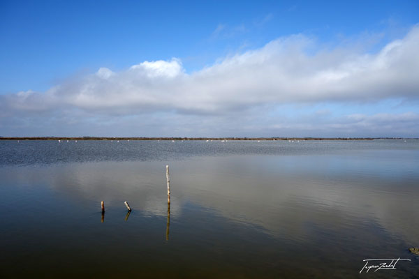 la camargue