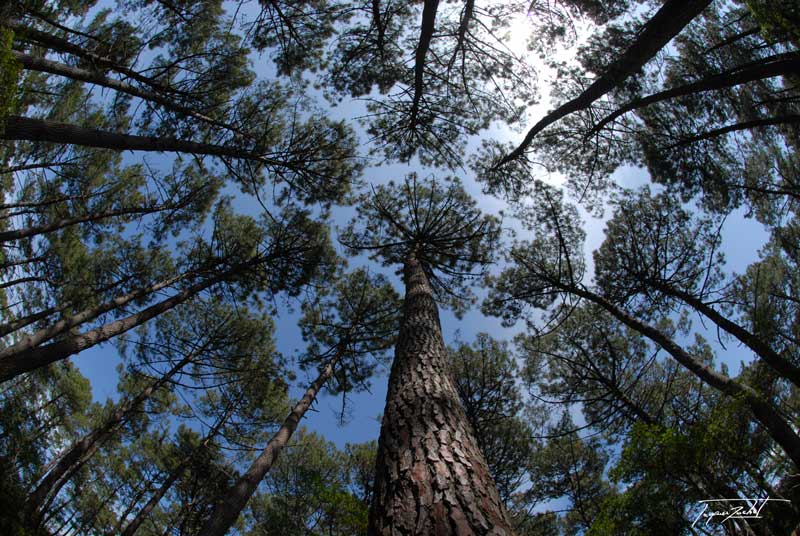 La forêt des Landes