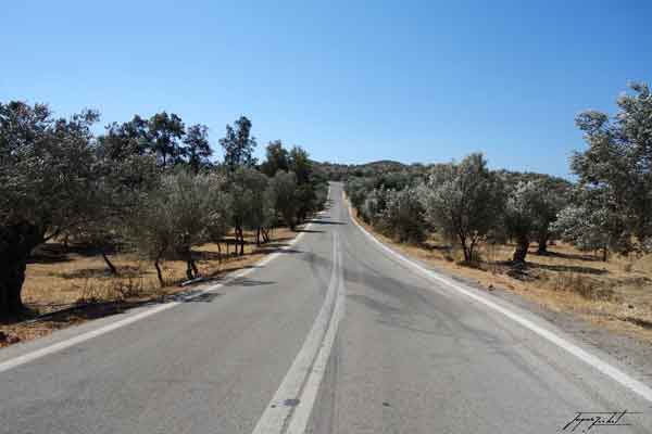 bougain villier en grèce