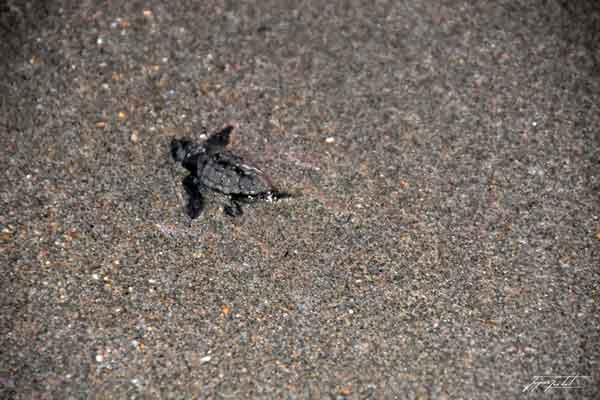 naissances de tortues de mer dans le Péloponnèse en grèce