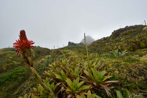 La Guadeloupe, volcan La Soufrière, les antilles Françaises