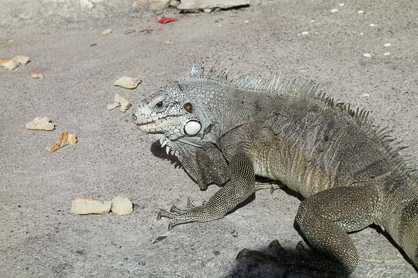 La Guadeloupe, un iguane, les antilles Françaises