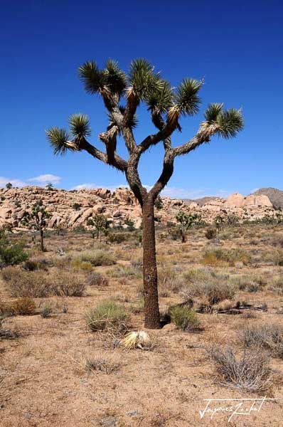 Joshua Tree Park in California