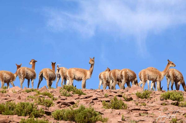 Photo of Chile, vicuñas, mammals of South America that lives on the high plateaus of the Andes.