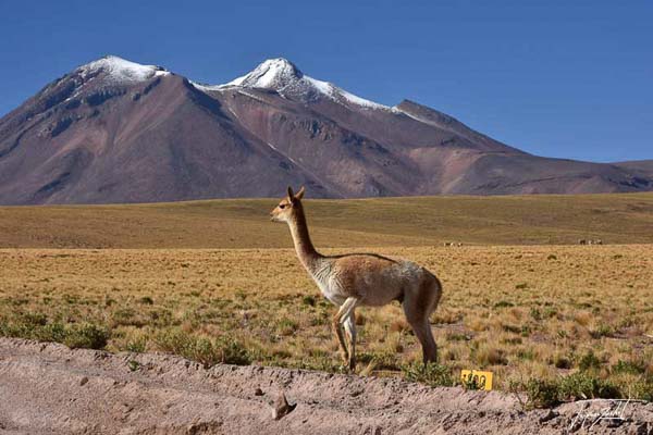 Photo du Chili, les vigognes, mammifères d'Amérique du Sud qui vit sur les hauts plateaux de la cordillère des Andes.