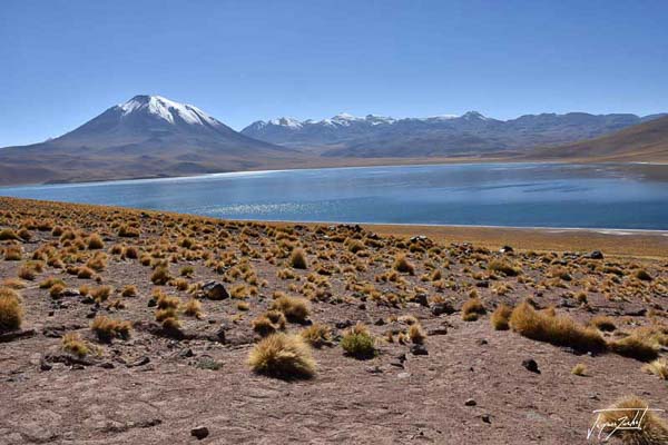 lagunas altiplanicas are in the high plateaus of the Andes.