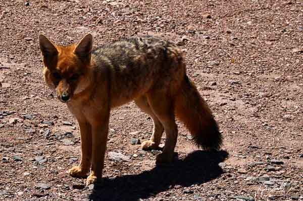 Photo of chile, a fox in the Atacama desert