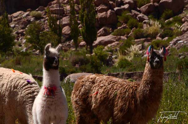 Photo of Chile, the lamas