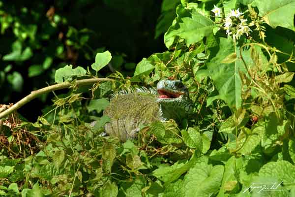 un iguane, ile des Saintes, terre de haut, les antilles Françaises