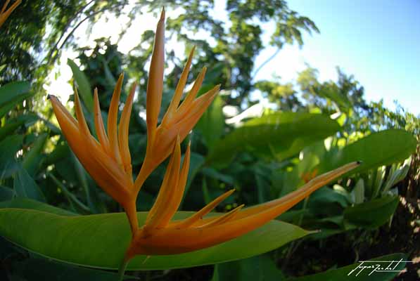 La Guadeloupe, fleur oiseau de paradis, les antilles Françaises