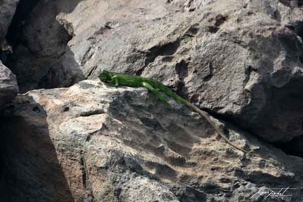 La Guadeloupe, un iguane, antilles françaises