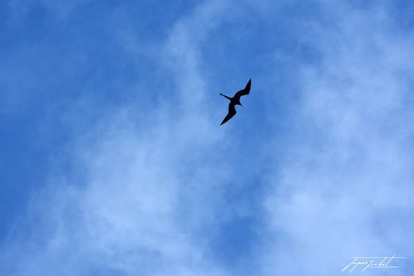 oiseau de La Guadeloupe, une frégate, les antilles Françaises