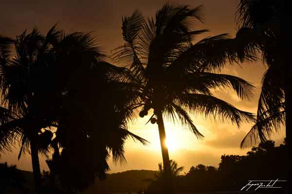 La Guadeloupe, cocotiers le soir, les antilles Françaises