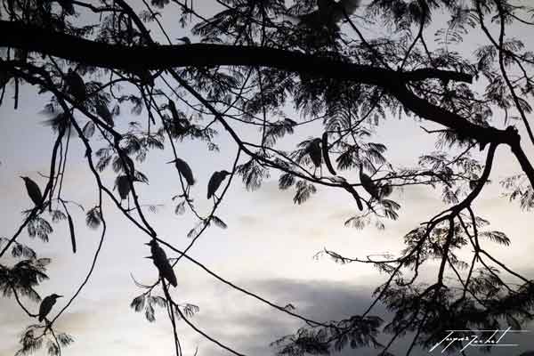La Guadeloupe, héron garde-boeuf dans les arbres