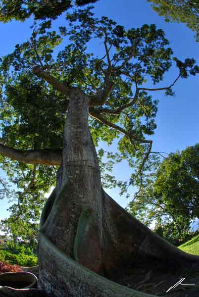 La Guadeloupe, arbre le fromager,Caraïbes