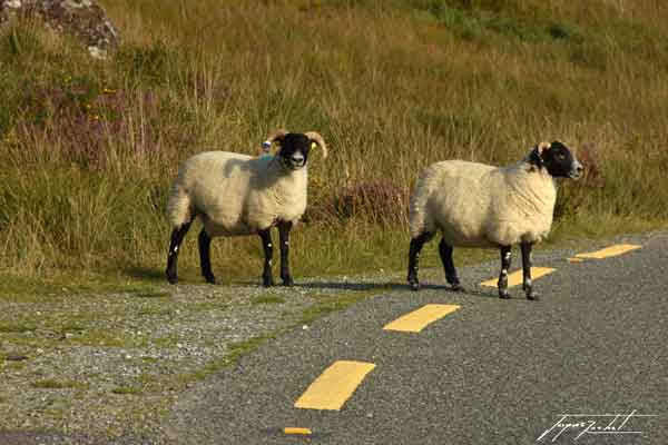 photos de l'Irlande, les moutons