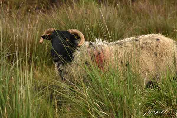 photos de l'Irlande, le connemara, mouton