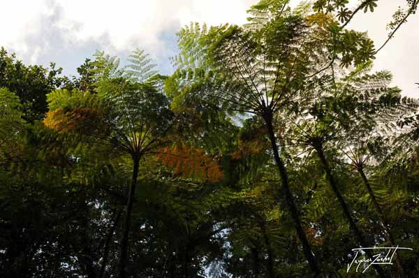 Tree ferns in martinique