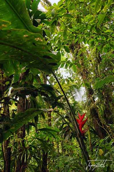 Domaine d'Emeraude, regional park of Martinique, French West Indies