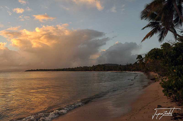 beach of salines in Martinique, French West Indies, Caribbean