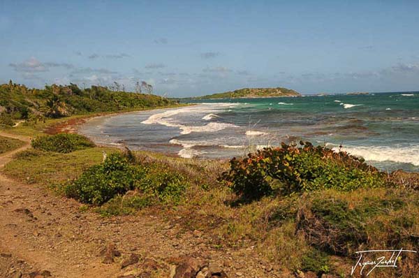 The savanna of petrification in Martinique, French West Indies