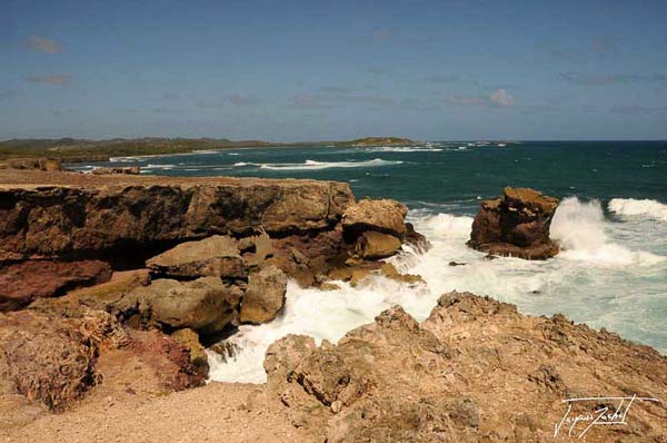 la savane des pétrifications en Martinique, antilles Françaises