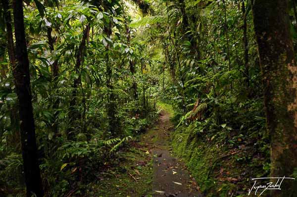 Domaine d'Emeraude, regional park of Martinique, French West Indies