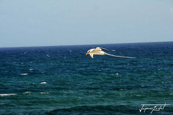 paille en queue or phaeton, bird present in tropical oceanic areas