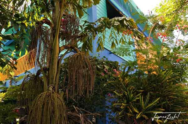 Picture of La Martinique, lush vegetation, Caribbean